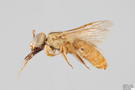 [Arhysosage female (lateral/side view) thumbnail]